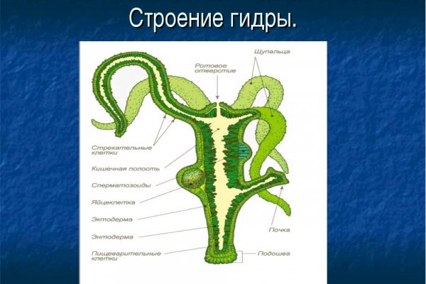 Kraken зеркало krakens13 at